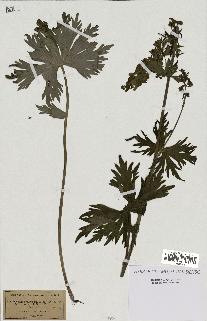 spécimen de Aconitum lycoctonum