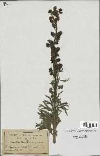 spécimen de Aconitum napellus