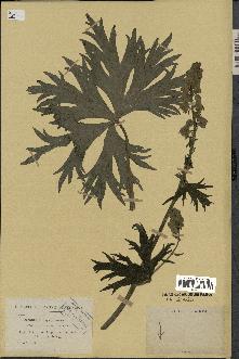 spécimen de Aconitum lycoctonum
