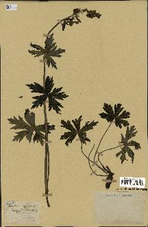 spécimen de Aconitum lycoctonum