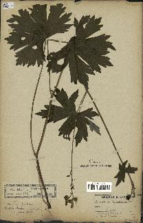 spécimen de Aconitum lycoctonum