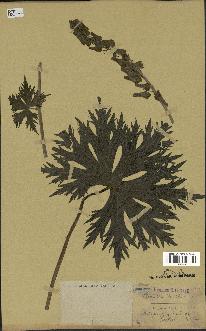 spécimen de Aconitum lycoctonum