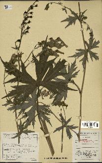 spécimen de Aconitum lycoctonum