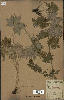 spécimen de Aconitum lycoctonum