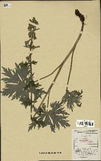 spécimen de Aconitum lycoctonum
