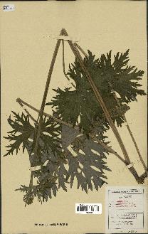 spécimen de Aconitum lycoctonum
