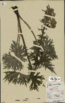 spécimen de Aconitum lycoctonum