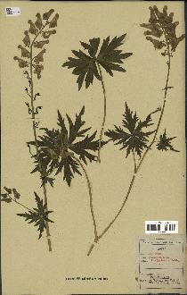 spécimen de Aconitum lycoctonum