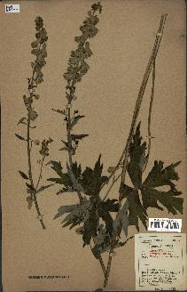 spécimen de Aconitum lycoctonum