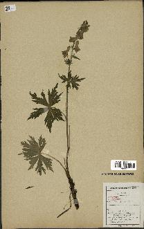 spécimen de Aconitum lycoctonum