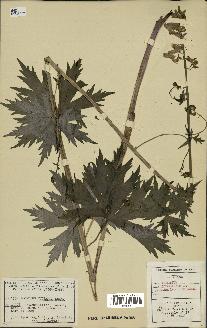 spécimen de Aconitum lycoctonum