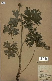 spécimen de Aconitum lycoctonum