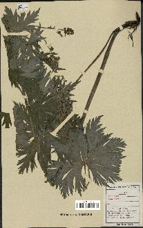 spécimen de Aconitum lycoctonum