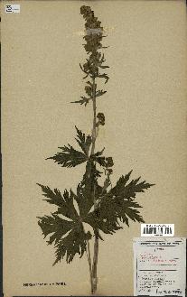 spécimen de Aconitum lycoctonum