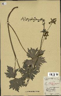 spécimen de Aconitum lycoctonum