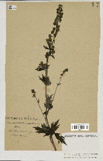 spécimen de Aconitum lycoctonum