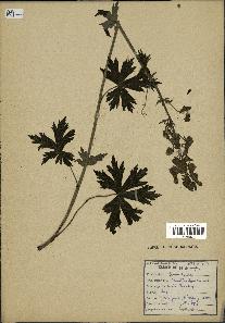 spécimen de Aconitum lycoctonum