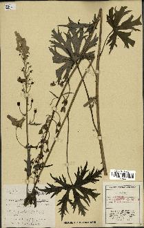 spécimen de Aconitum lycoctonum