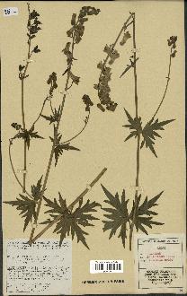 spécimen de Aconitum lycoctonum