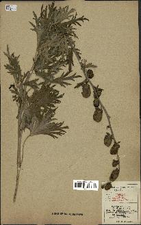 spécimen de Aconitum napellus