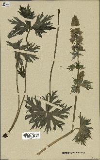 spécimen de Aconitum lycoctonum