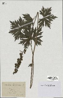 spécimen de Aconitum lycoctonum