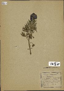 spécimen de Aconitum napellus