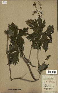 spécimen de Aconitum lycoctonum