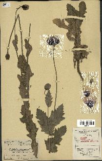 spécimen de Papaver somniferum
