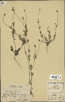 spécimen de Papaver hispidum