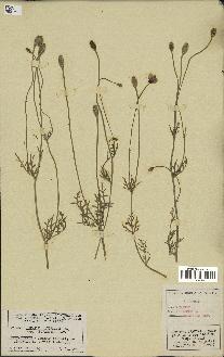 spécimen de Papaver argemone