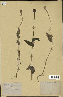 spécimen de Papaver somniferum
