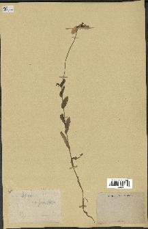 spécimen de Papaver somniferum