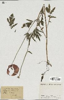 spécimen de Papaver rhoeas