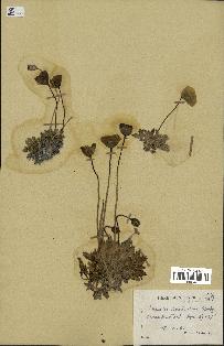 spécimen de Papaver nudicaule