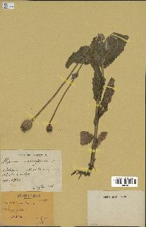 spécimen de Papaver somniferum