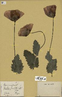 spécimen de Papaver somniferum
