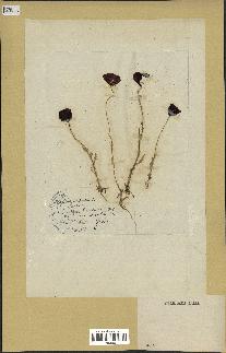 spécimen de Papaver dubium