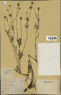 spécimen de Papaver hispidum