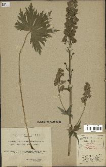 spécimen de Aconitum lycoctonum