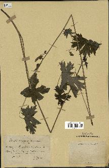 spécimen de Aconitum lycoctonum