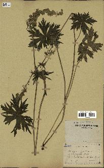 spécimen de Aconitum lycoctonum
