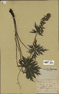 spécimen de Aconitum lycoctonum