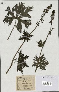 spécimen de Aconitum lycoctonum