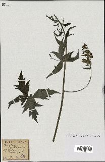 spécimen de Aconitum lycoctonum