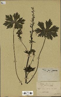 spécimen de Aconitum lycoctonum