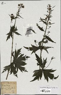 spécimen de Aconitum lycoctonum