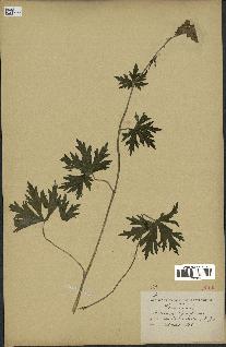 spécimen de Aconitum lycoctonum