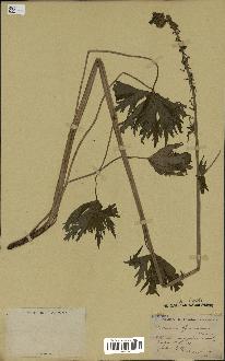 spécimen de Aconitum lycoctonum