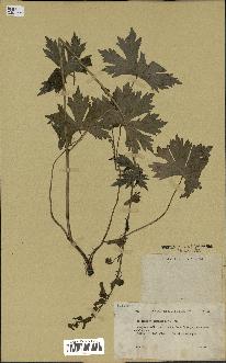 spécimen de Aconitum lycoctonum